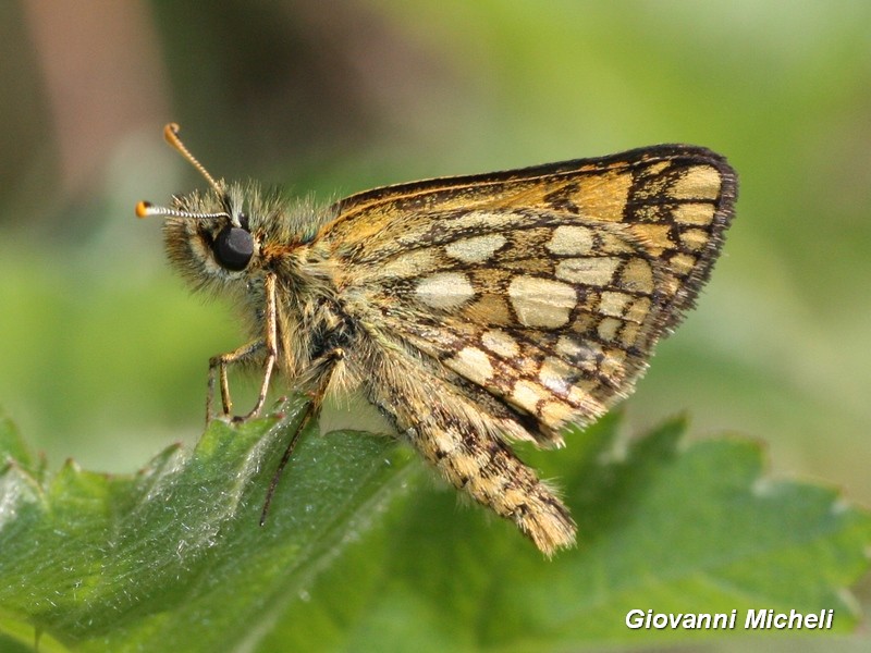 Carterocephalus palaemon, Hesperiidae